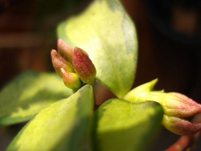 沈丁花