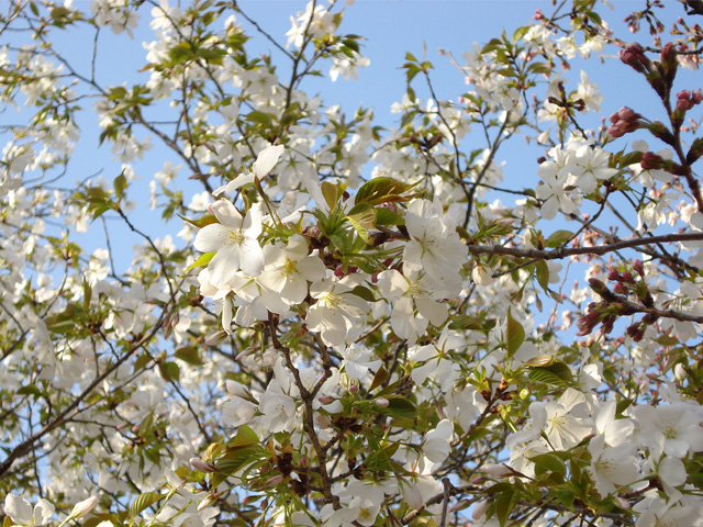桜