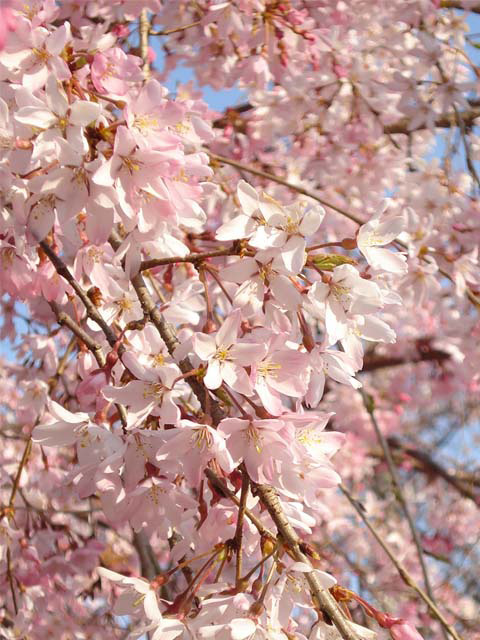 桜