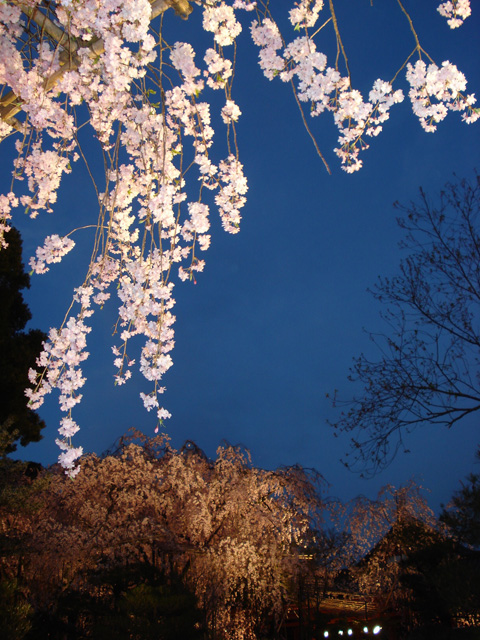 平安神宮桜