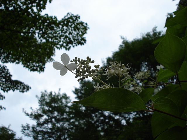 紫陽花