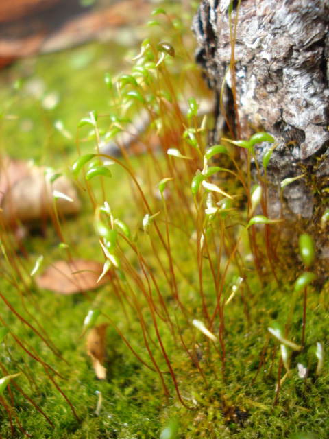 苔の新芽