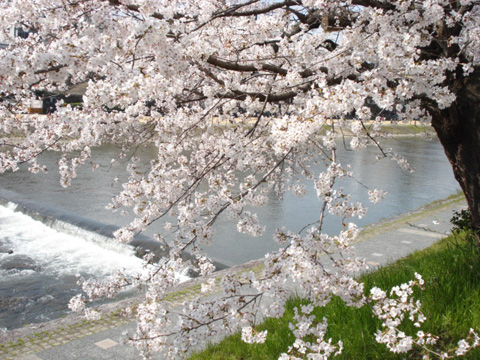 鴨川の桜
