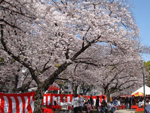 大川の桜1
