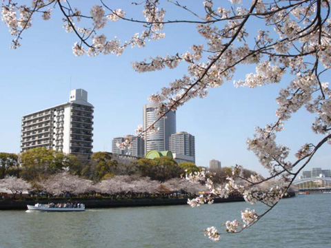 大川の桜2
