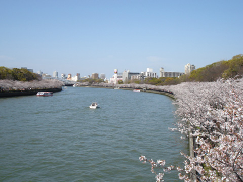 大川の桜3