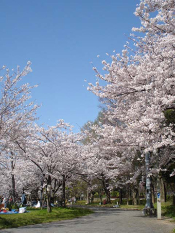 大川の桜4