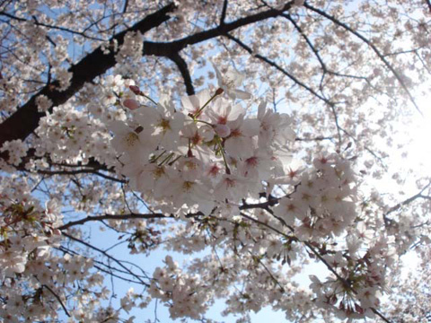 大川の桜5