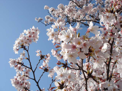 大川の桜6