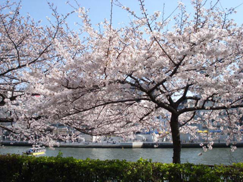 大川の桜7