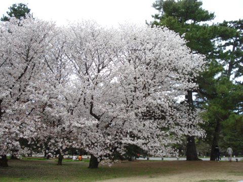 御苑の桜