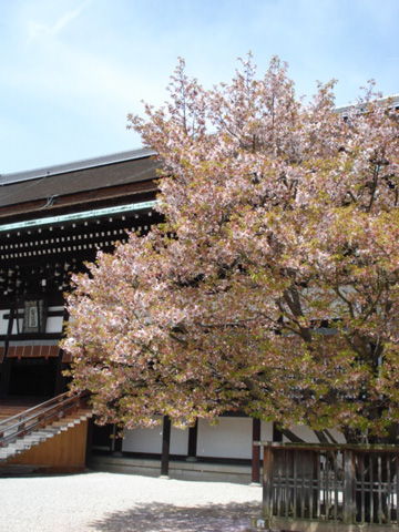 左近の桜