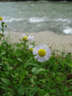 パスカル清見・花