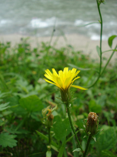 パスカル清美・花
