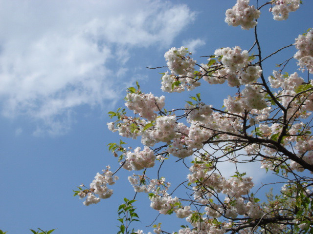 桜