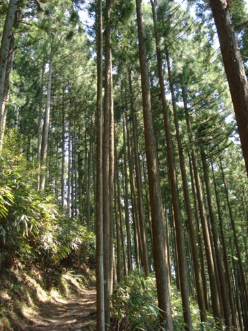 杉